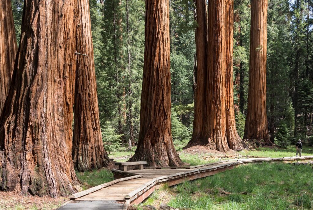 Sequoia National Park