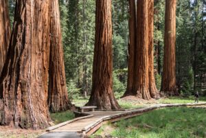 Sequoia National Park