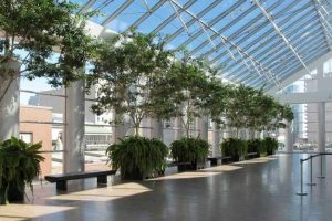 Interior Plantscaping