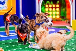 Dog Clothes for the College or Sports Fan
