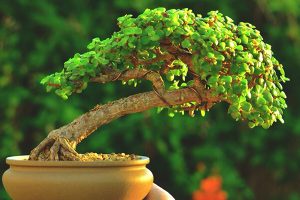 Scientific and Spiritual Benefits of Bonsai Plant