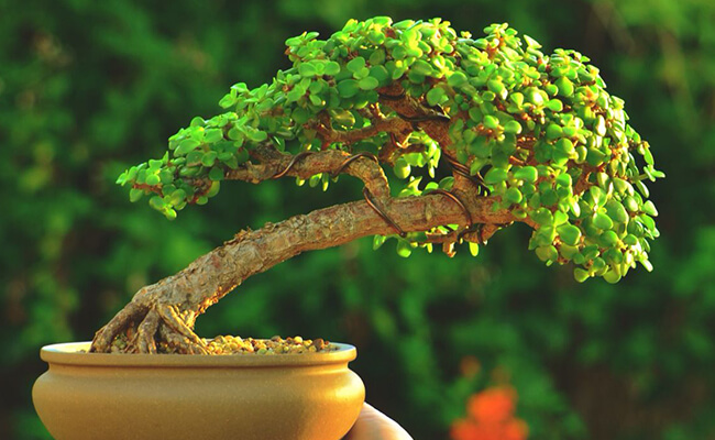 Scientific and Spiritual Benefits of Bonsai Plant