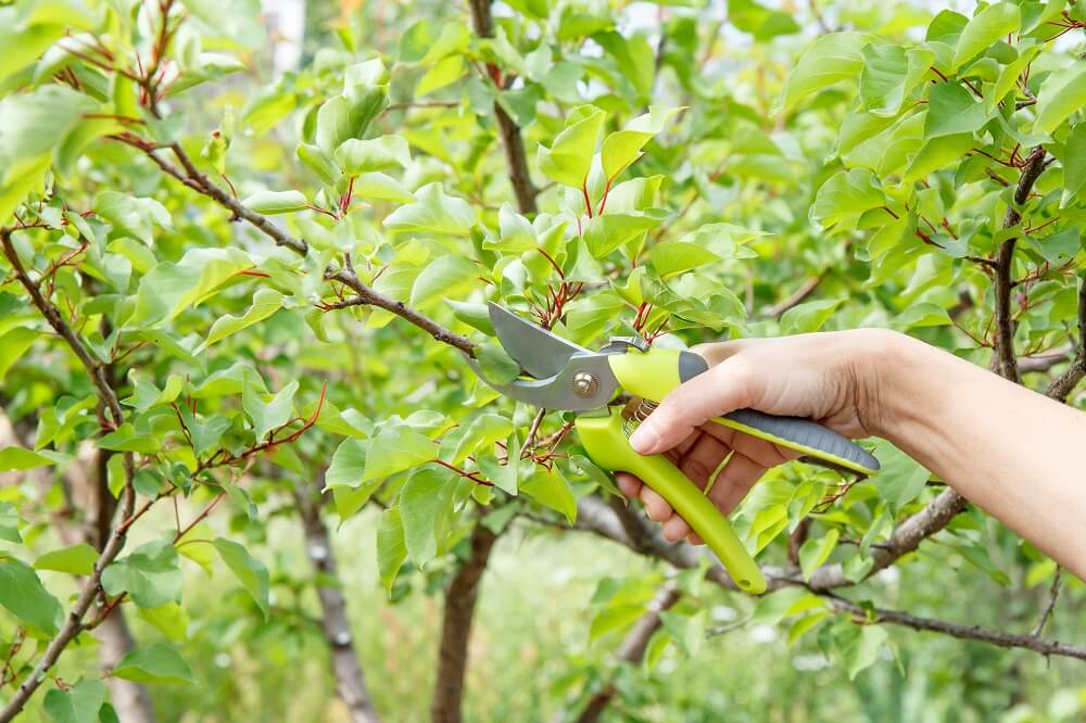 Tree Trimming Tips and Tricks