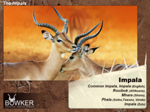 Fig 1: The Impala