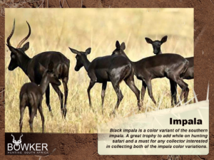 Fig 10: The Black Impala.