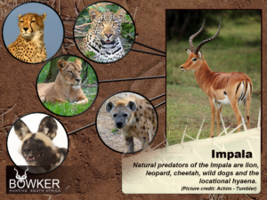 Fig 5: Natural Predators.