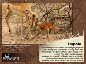 Fig 6: Impala mom and calve