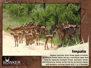 Fig 7: Different types of herds.