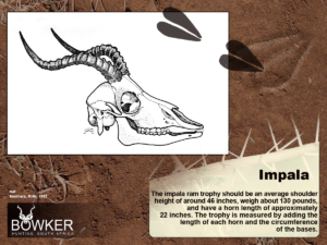 Fig 9: The Skull.