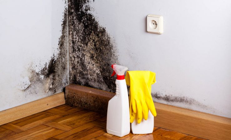 HOW TO PREVENT MOLD AFTER WATER DAMAGE