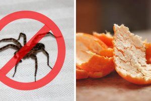 Natural Ways to Get Rid of Spiders