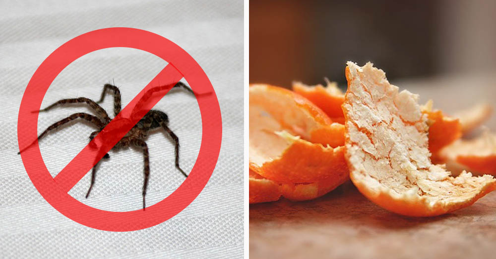 Natural Ways to Get Rid of Spiders