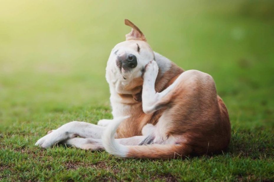 Five Reasons Your Furry Friend May Itch