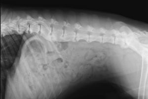Spondylosis in dogs