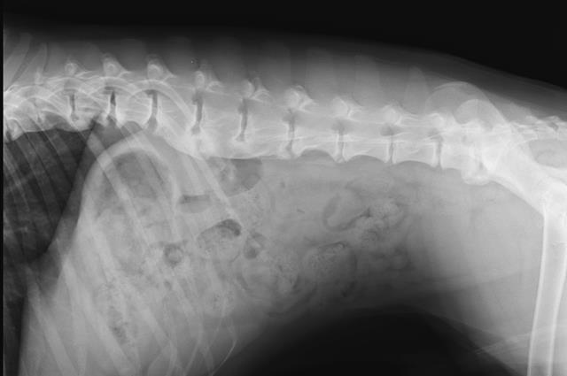 Spondylosis in dogs