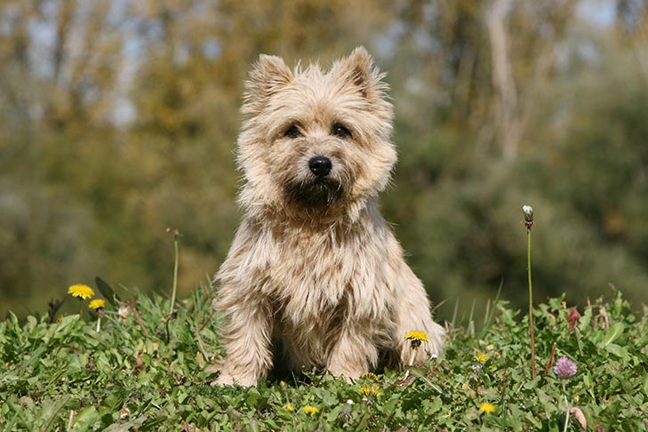 Cairn Terrier Dog Breeds
