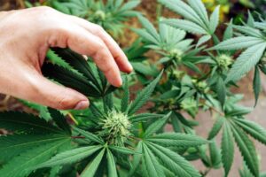 Advantage of CBD Hemp Flower