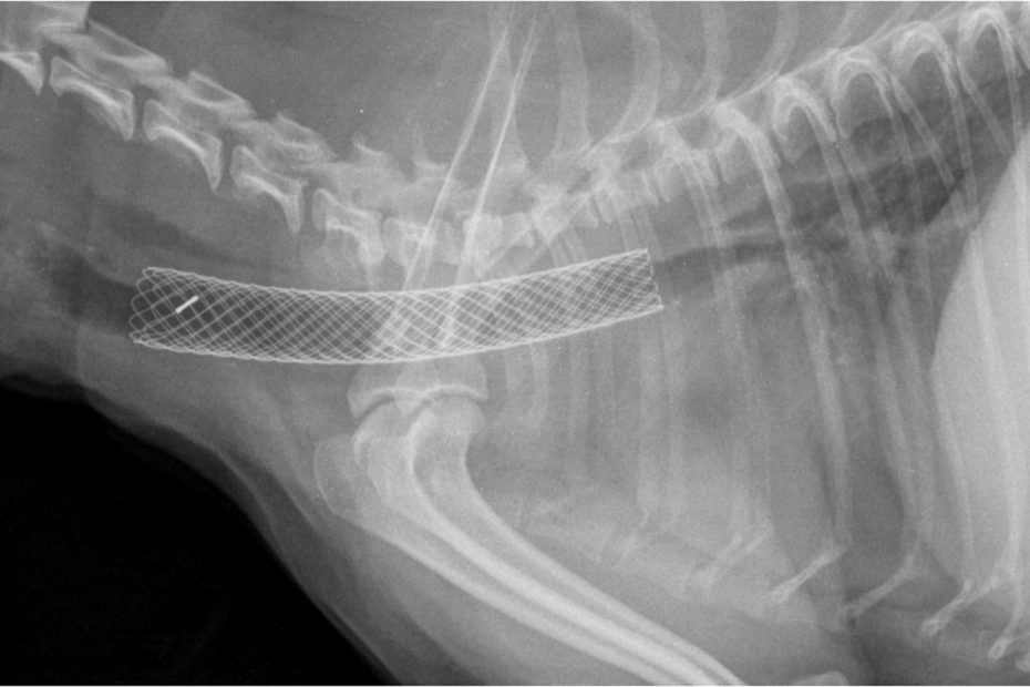 Collapsed Trachea in Dogs