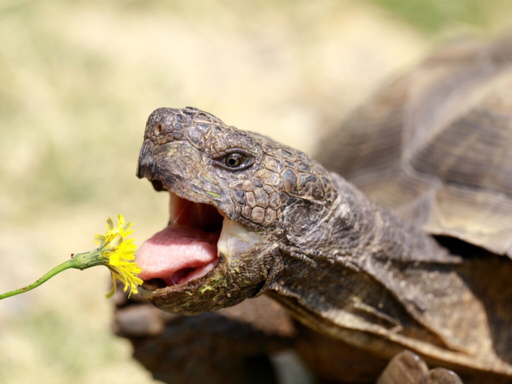 reptile pets food