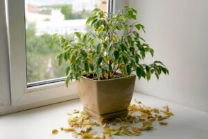 Killing Your Plants during summer