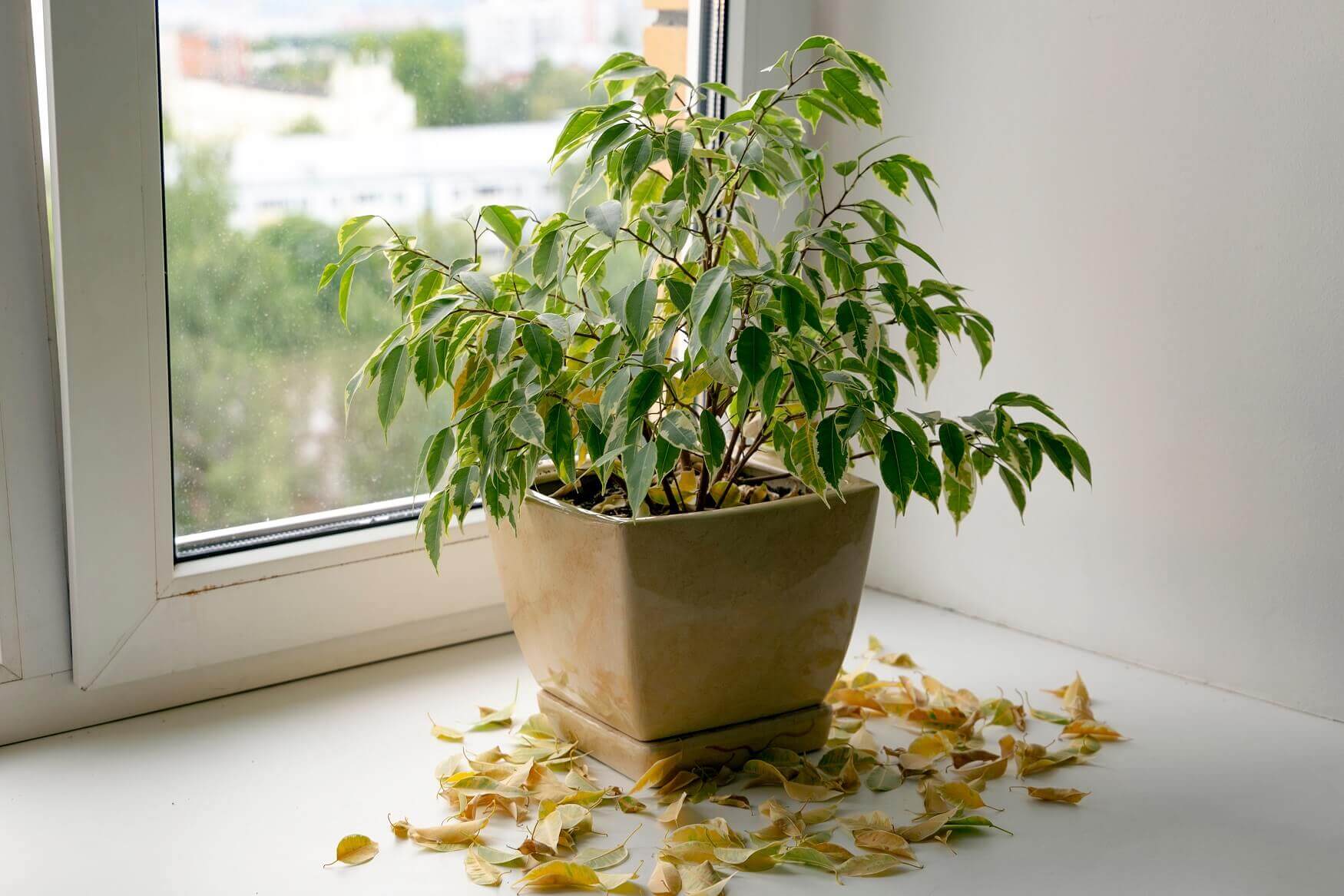 Killing Your Plants during summer