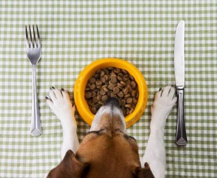 Ways to Pay Less for Your Pet's Food