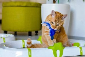 Buying Pet Products at an Online Pet Store