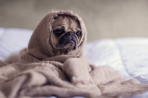 How To Ease Your Dog Anxiety