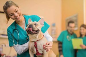 why should you get pet insurance