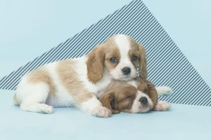 Purchasing Dog Insurance