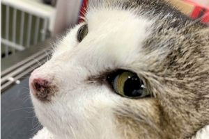 How Is Herpes in Cats Diagnosed