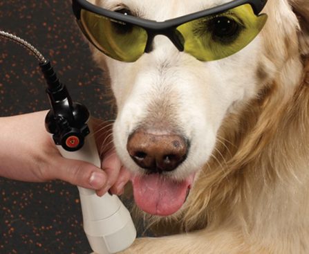 Reasons Laser Treatment is Great for Dog's Health