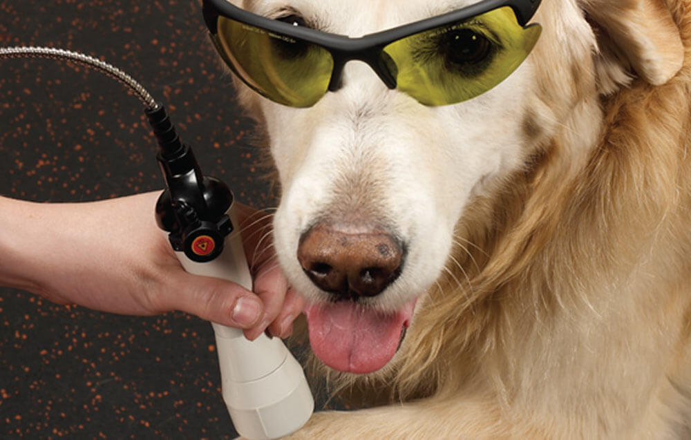 Reasons Laser Treatment is Great for Dog's Health