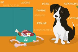 A Guide to Healthy Wet Dog Food You Can Find Online