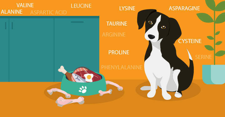 A Guide to Healthy Wet Dog Food You Can Find Online