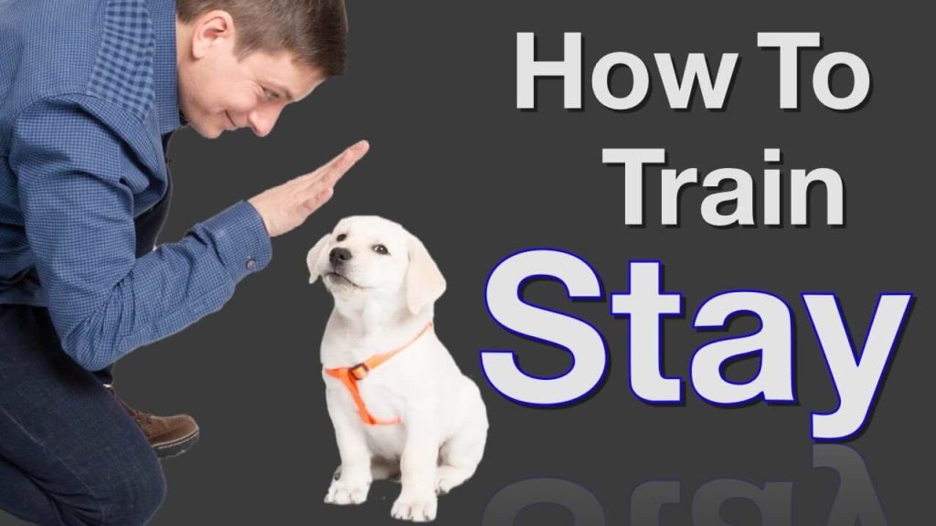 How to Train a Dog