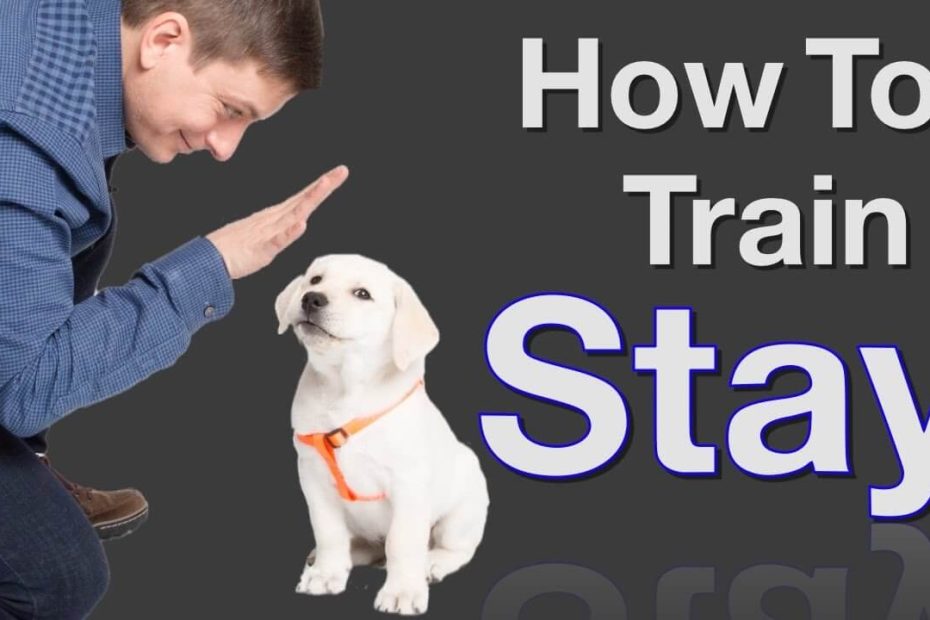 How to Train a Dog