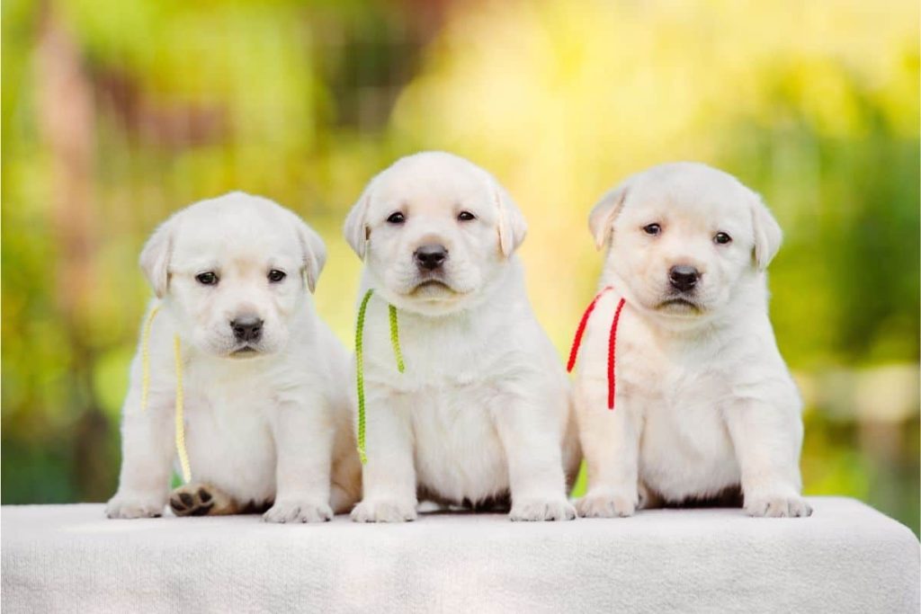 Tips For Choosing The Perfect English Lab Puppy For Your Family