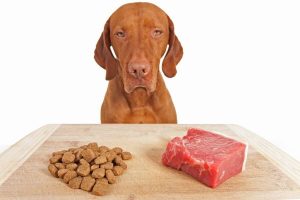 Benefits of Freeze-Dried Raw Food for Dogs