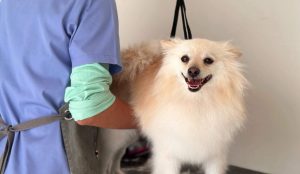 How to Make Grooming a Positive Experience for Your Dog?