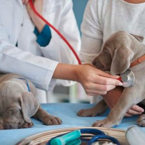 Why Early Veterinary Care Is the Difference Between a Simple Visit and an Emergency