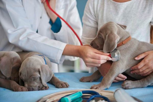 Why Early Veterinary Care Is the Difference Between a Simple Visit and an Emergency