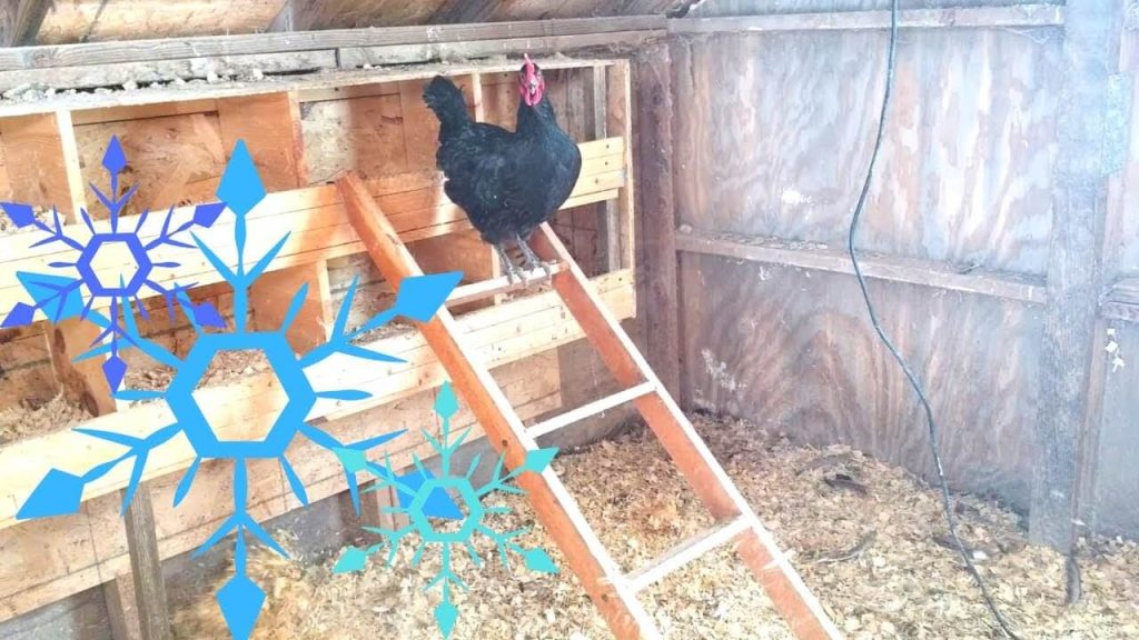 Insulated Chicken Coop