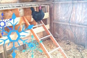 Insulated Chicken Coop