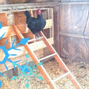 Insulated Chicken Coop
