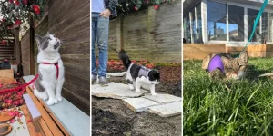 Best Cat Harness And Leash Options For Senior Cats